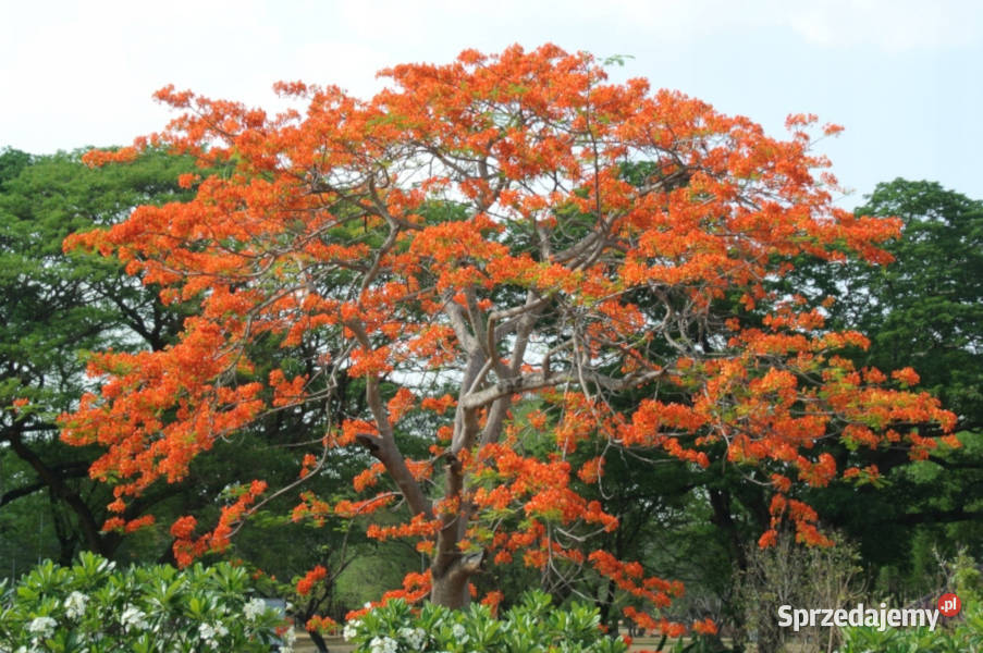 WEŁNIAK AZJATYCKI Bombax malabaricum NASIONA 800 Lubanie