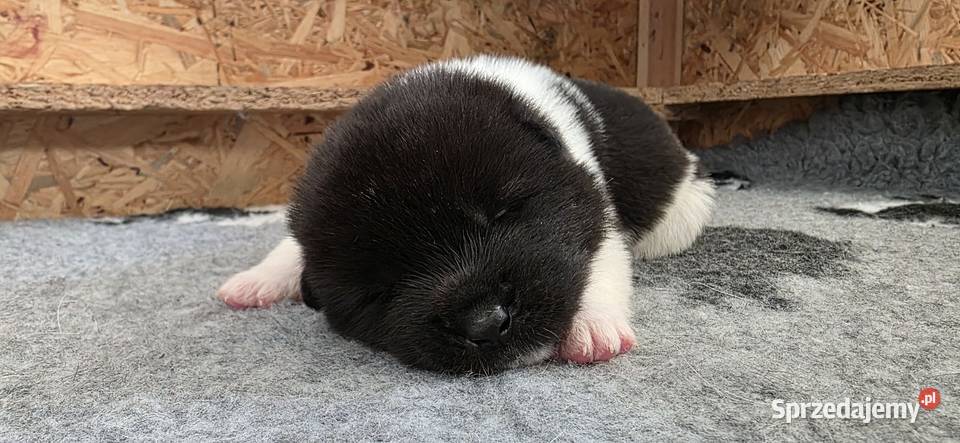 Akita amerykańska Płock