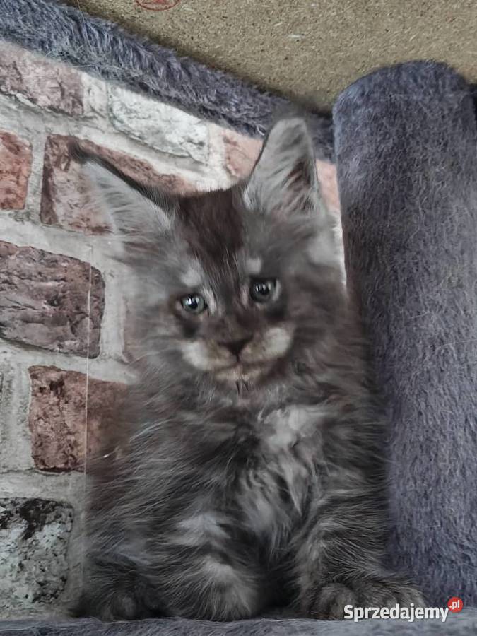 Rezerwacja Maine Coon kujawsko-pomorskie Kcynia