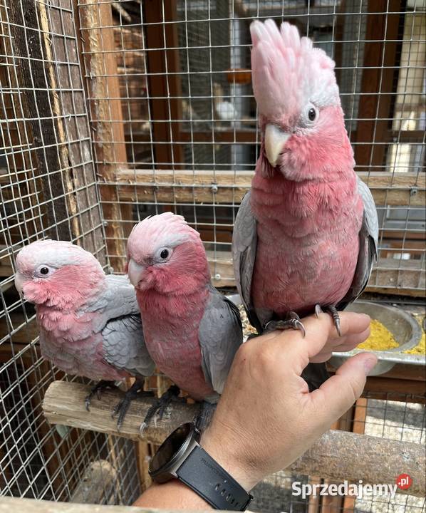 Kakadu Różowe szczepiące na Lutino Sztum