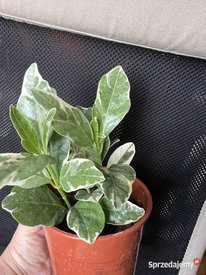 Pseuderanthemum roślina doniczkowa Warszawa