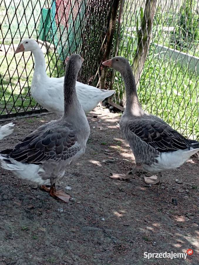 PTACTWO Ras INDYK Staropolski i GĘŚ r LANDES z śląskie Golasowice