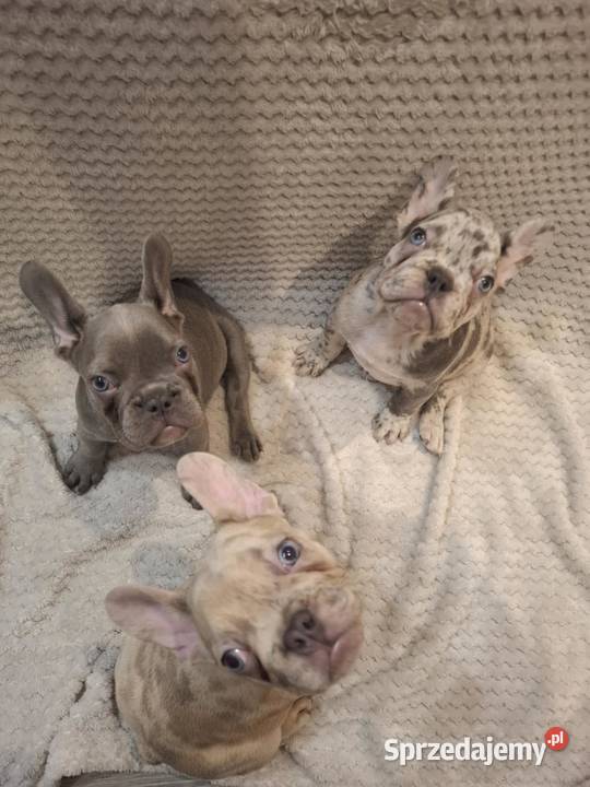 Buldog francuski wyjątkowy kolor wielkopolskie Wronki