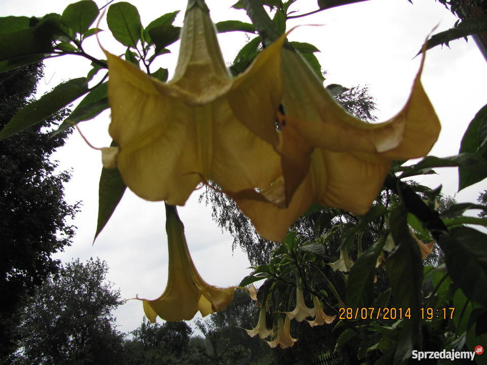 Datura biała podwójna kolory Rośliny Pokój sprzedam