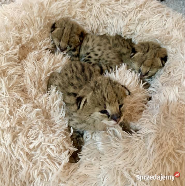 Serwal Afrykański Serval karmiony butelką Czerwionka-Leszczyny