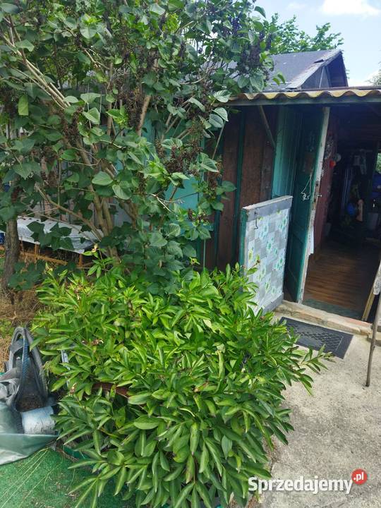 Działka ROD OŁAWKA Krakowska Wrocław sprzedam