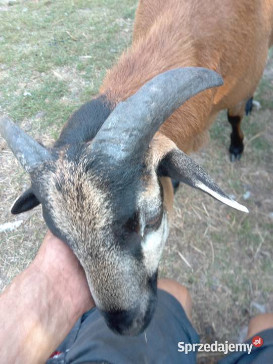 Sprzedam barany kameruńskie Sieśki