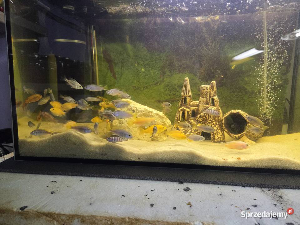 Pyszczaki mix Aleksandrów Kujawski