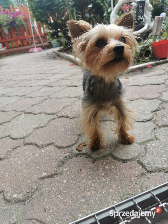 York miniaturka piękny piesek Środa Śląska