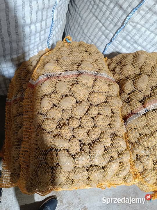 Ziemniaki sadzeniaki Mariola Soraya marabel