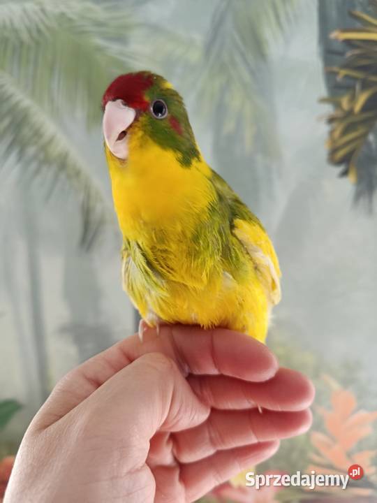 Papuga ręcznie karmiona koza modrolotka oswojona Miastko