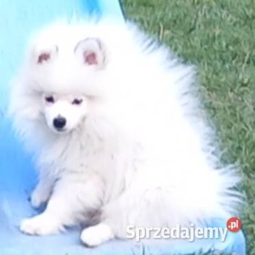 Szpic miniaturowy pomeranian Szpic miniaturowy Radomsko
