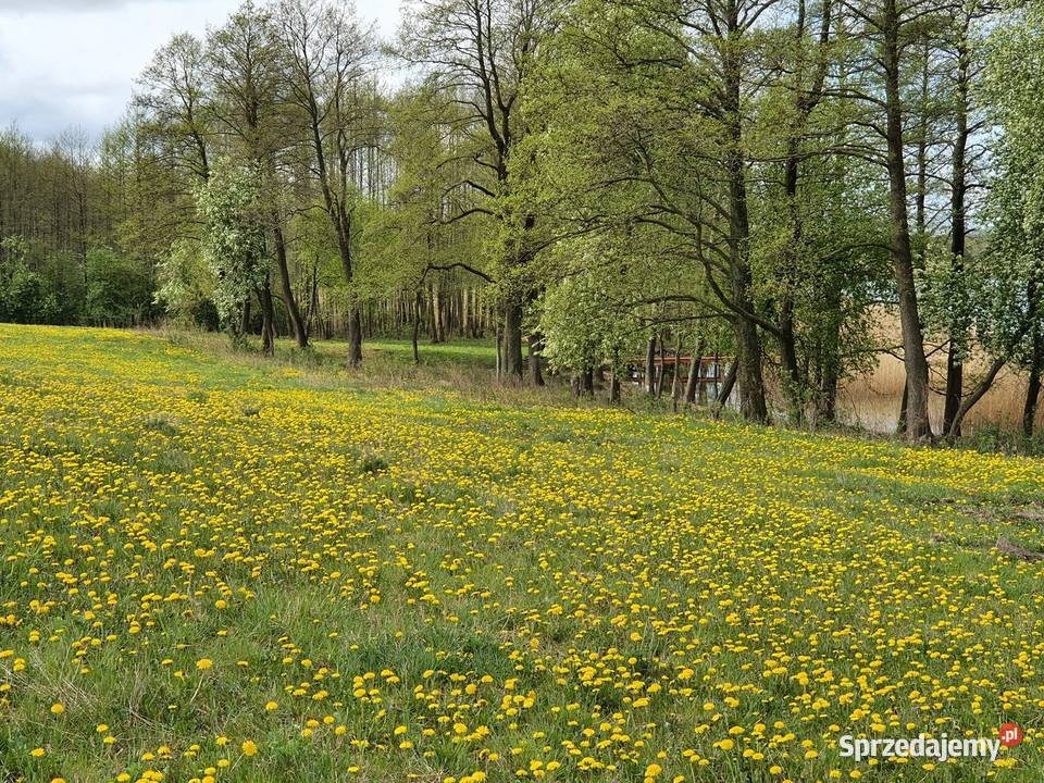 Działka linii brzegowej jeziora Skomack Wielki sprzedam
