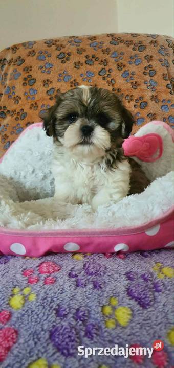 Śliczny Piesek Shih Tzu Shih Tzu Zwierzęta