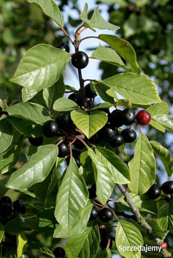 KRUSZYNA POSPOLITA Frangula alnus NASIONA 500 Lubanie