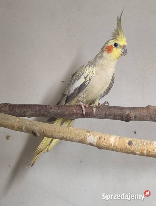 Papugi nimfy i faliste Borusowa