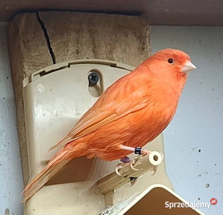Kanarek kanarki samce czerwone Kępno