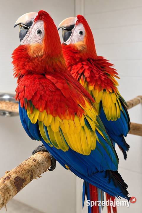 Ara Chloroptera Ara Macao Rakoniewice sprzedam