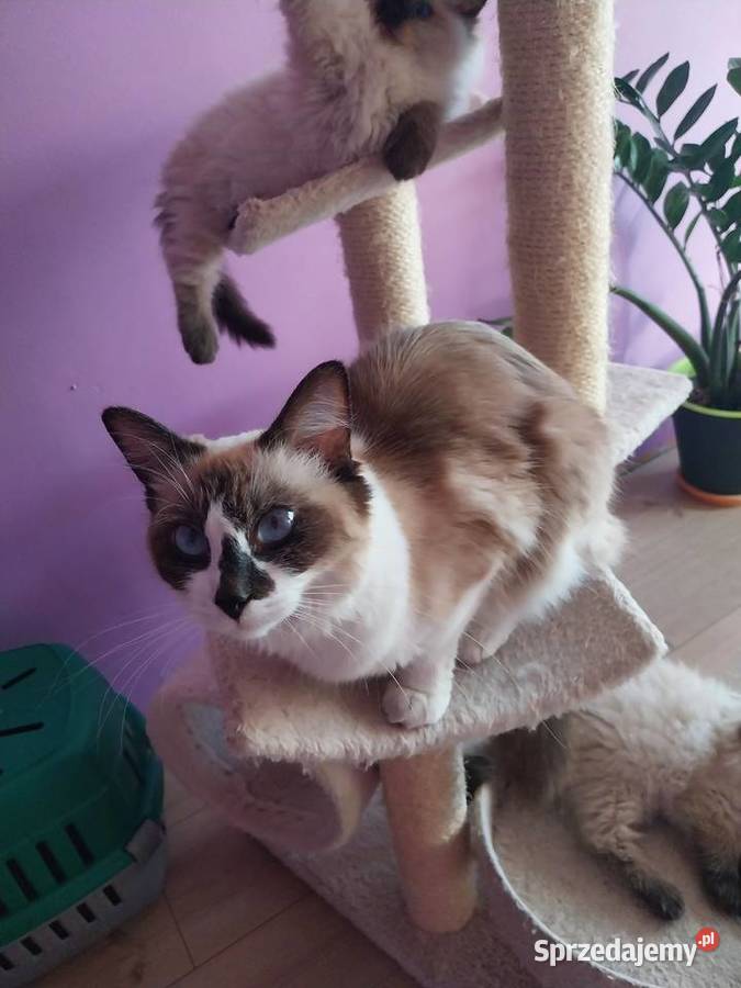 Sprzedam piękne kotki Radgoll Ragdoll Ostróda