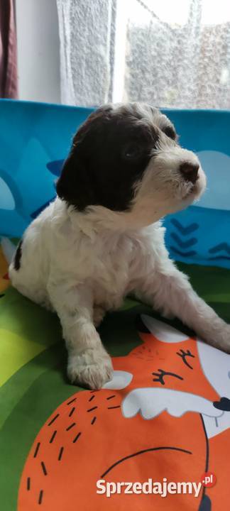 Lagotto Romagnolo śląskie Będzin