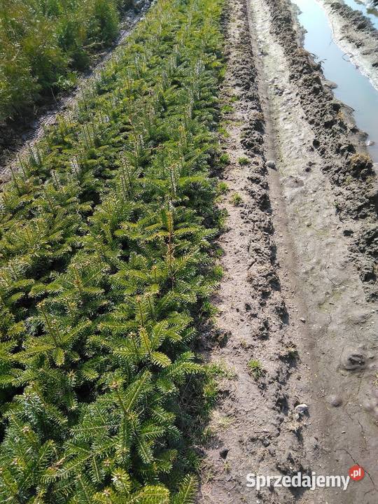 Jodła kaukaska 21 22 Jodła kaukaska jodła na Szczecinek