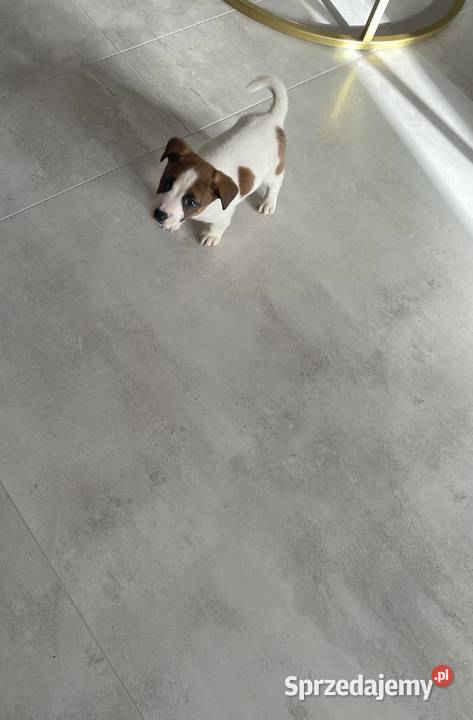 Jack Russell Terrier szczeniaki Częstochowa
