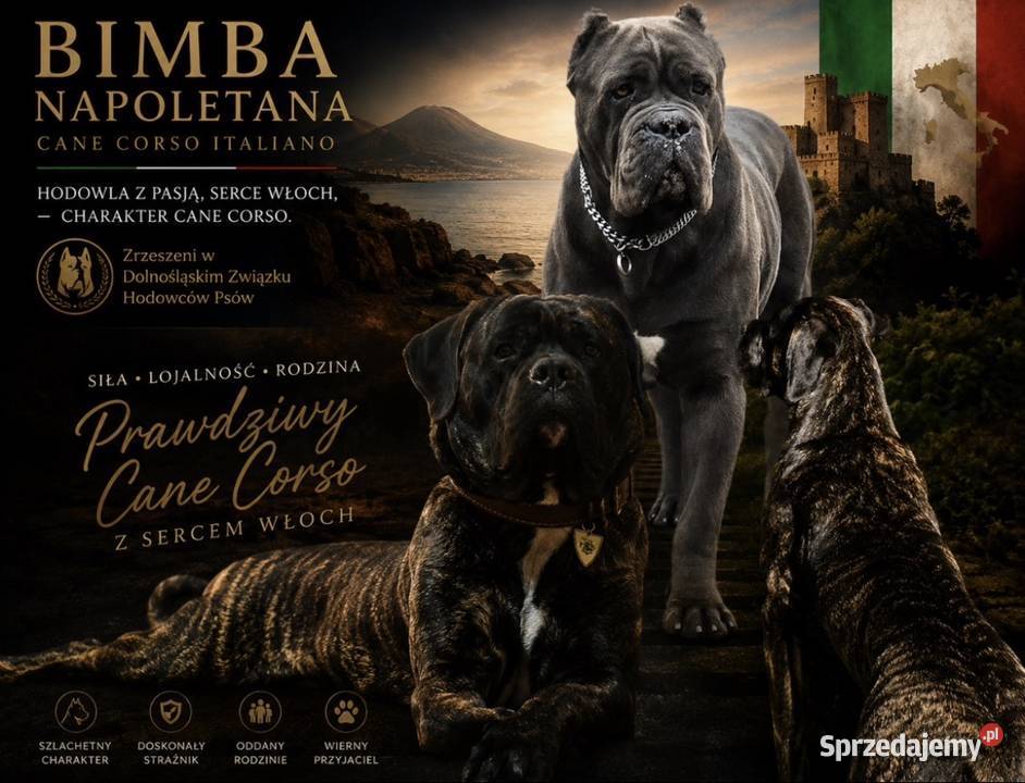 Cane Corso Italiano szczenięta Psy łódzkie Kutno