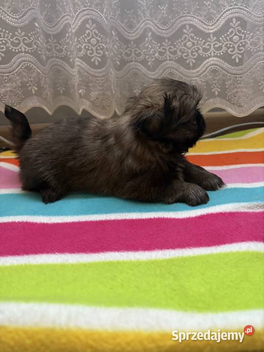 Suczka pekińczyk Lipsko