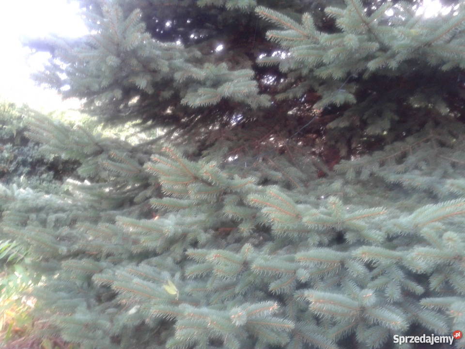 Choinka żywa PRZEPIĘKNA