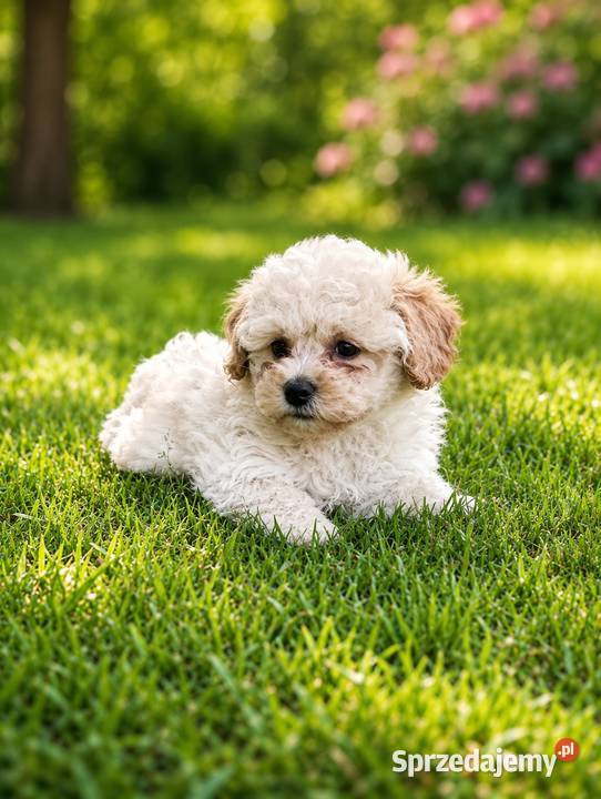 Maltipoo suczka gotowa do odbioru Krapkowice sprzedam