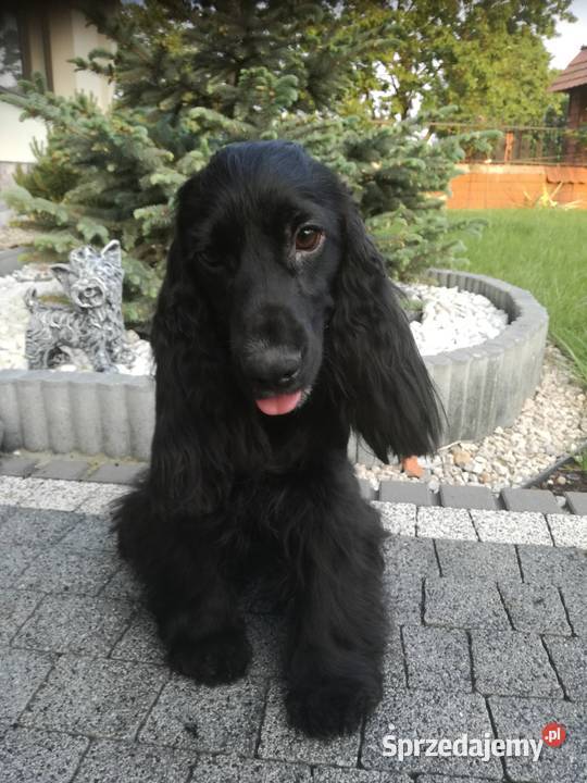 Cocker Spaniel Angielski suczka 5 lat szuka