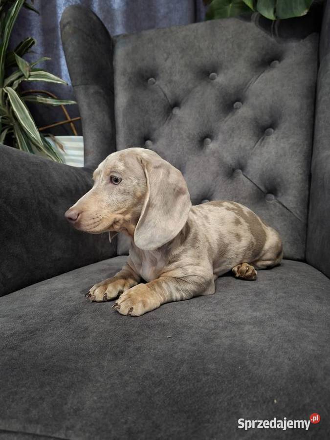 Jamnik lilac merle Żyrardów