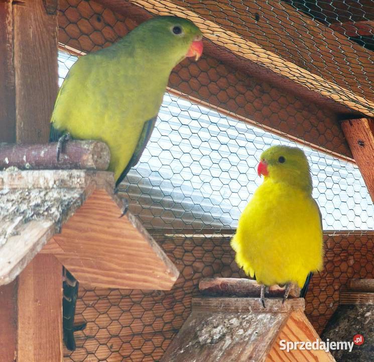 Papugi Księżniczki Słoneczne z dokumentami
