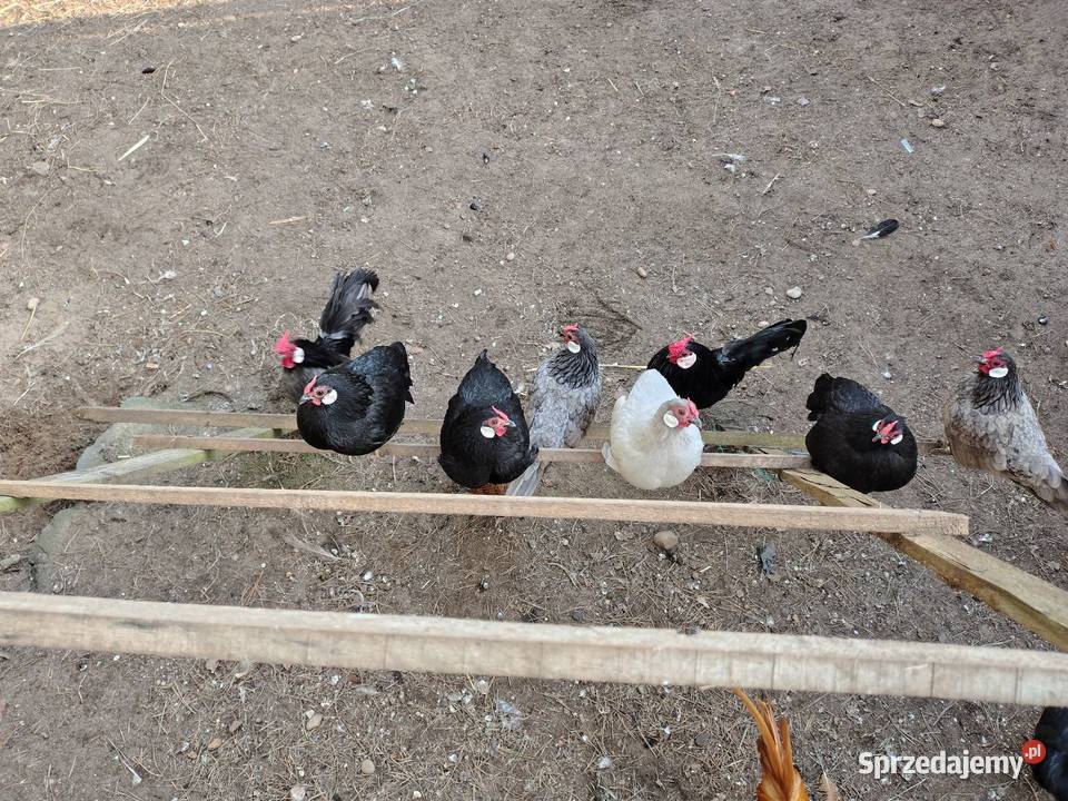 Bandamki śląskie Myszków