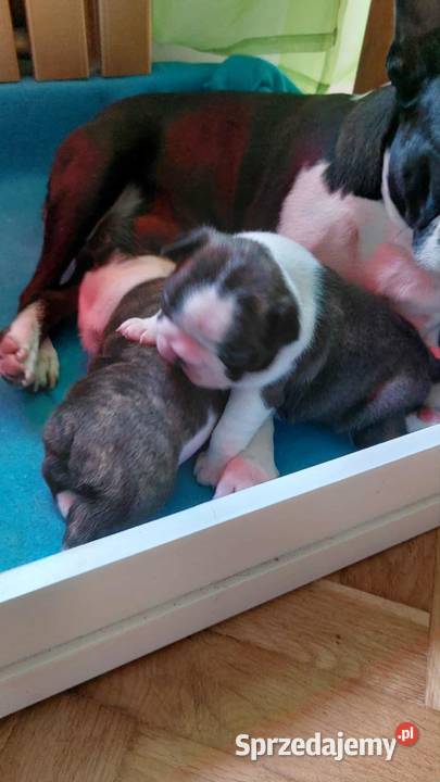 Boston Terrier ZKwPFCI Tomaszów Mazowiecki sprzedam