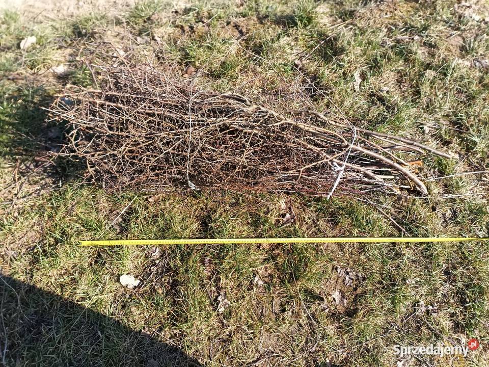 tarnina tężnia NA SKŁADZIE Krosno