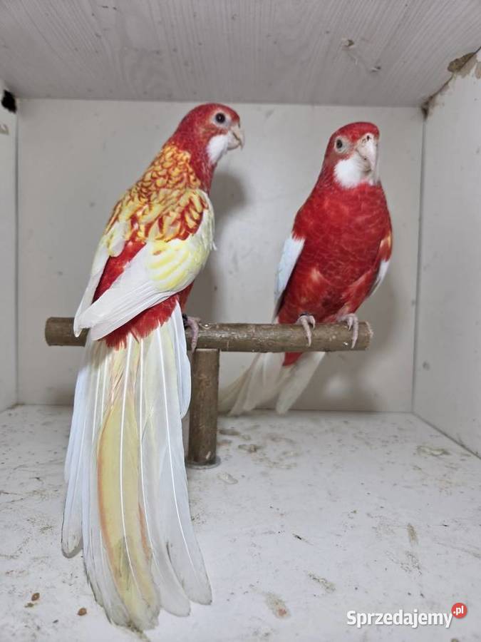 Rozella rubino para wielkopolskie Szymanowice