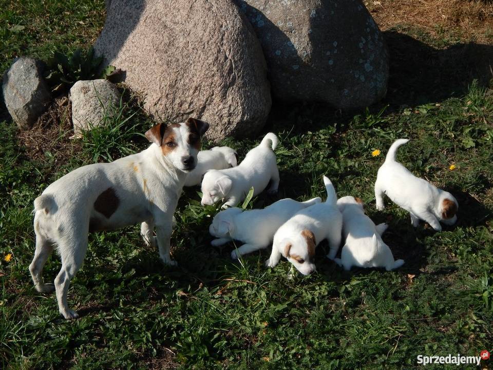 Szczenięta Jack Russell Terrier Miedze sprzedam