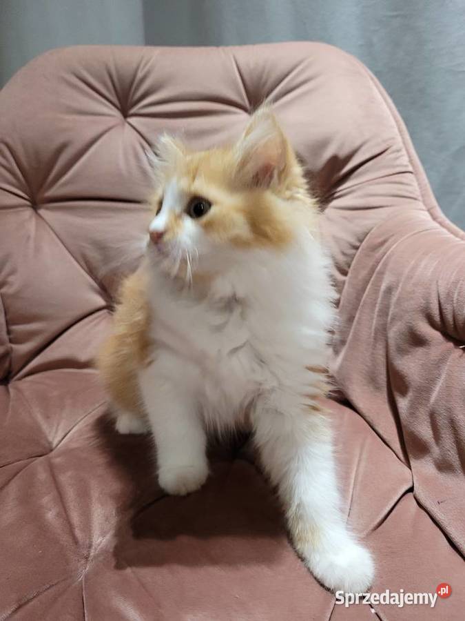 Kotka Maine Coon Polesie Mikułowskie