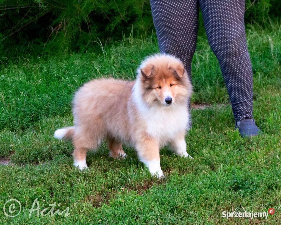 Owczarek Szkocki Collie suczka Multi Championie śląskie Janów sprzedam