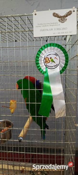 Lora wielka samce i para lęgowa Jastrzębie-Zdrój