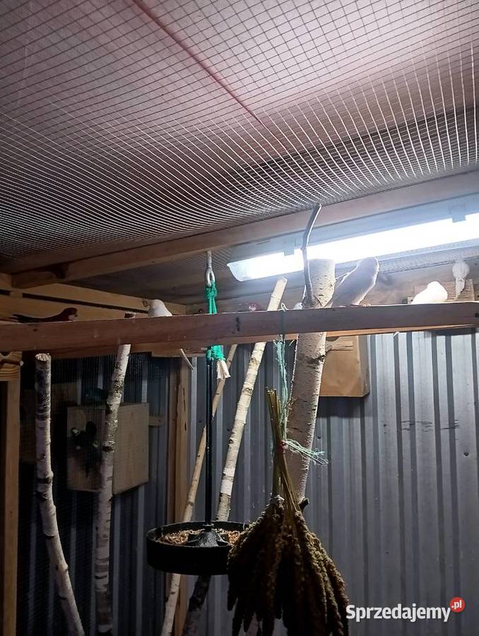 Papugi faliste Parczew