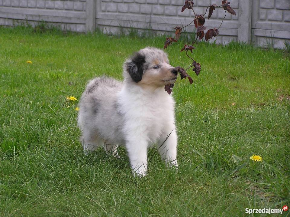 Owczarek szetlandzki shelie szczenięta Jaktorów