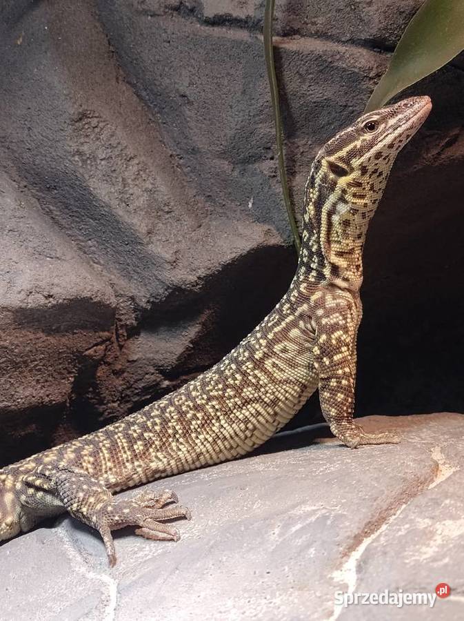 waran kolczastoogonowy acanthurus