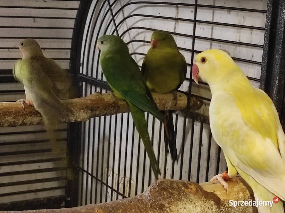 Papugi barabandy Rębków