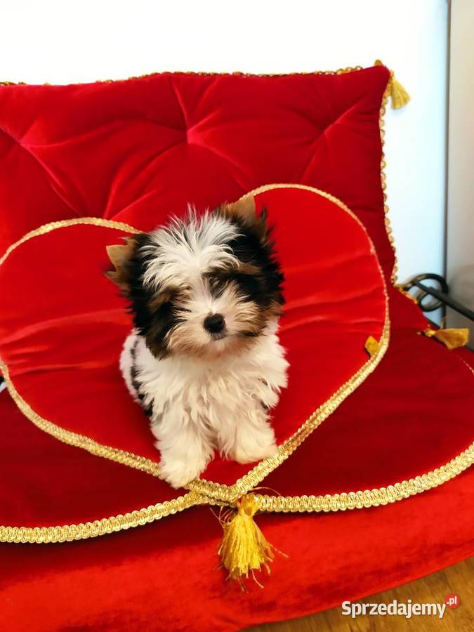 Mini samczyk Leo Biewer Yorkshire terrier do 150