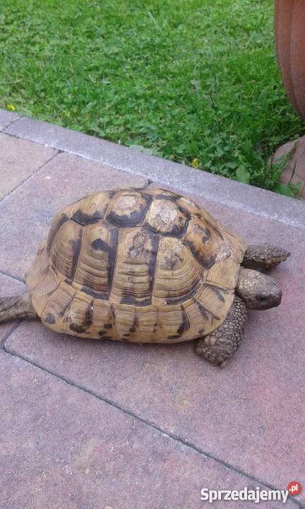 Sprzedam zolwia stepowego Pozostałe Chojnice