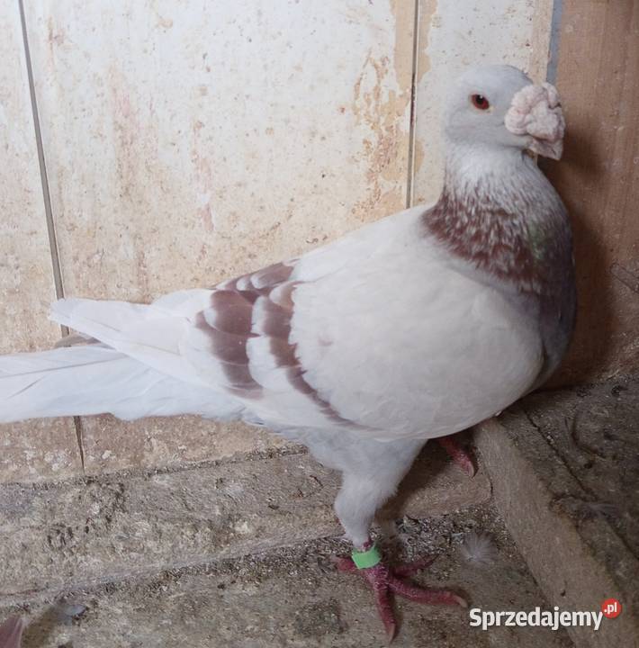 Niemieckie wystawowe garbonosy