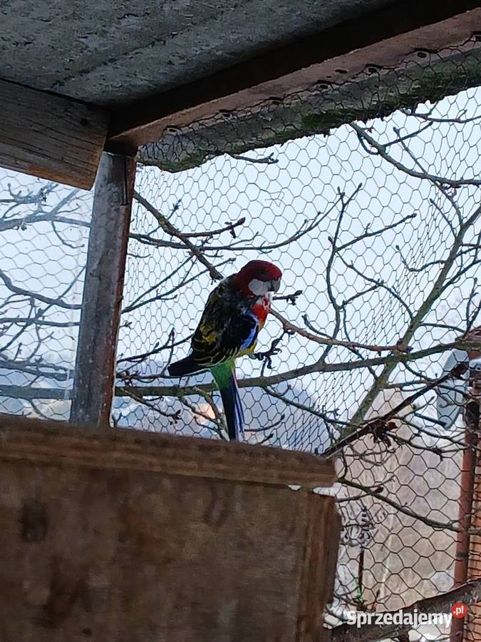 Papuga chińska Klimontów