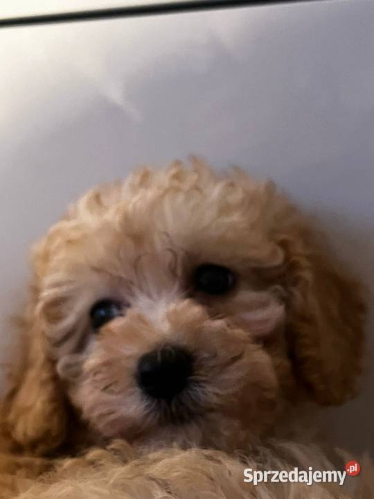 Śliczna sunia pudel Jordanów